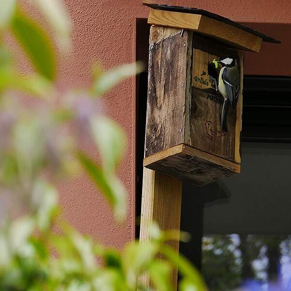 mésange charbonnière qui nourrit ses 6 petits mésange charbonnière chantepie anne-antonia paysage
