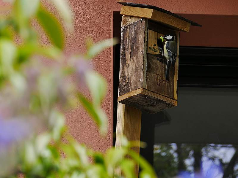 mésange charbonnière chantepie anne-antonia paysage