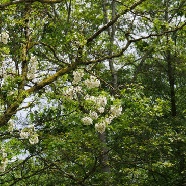 acacia faux acacia anne-antonia paysagiste