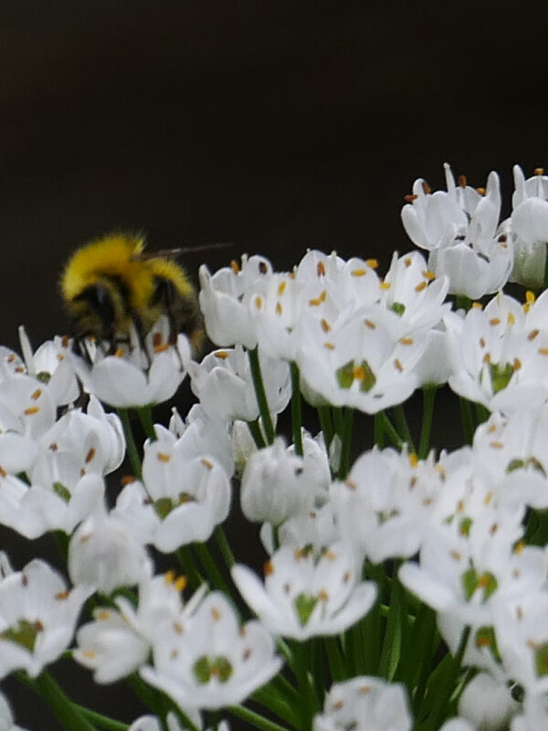 bourdon sur Allium neapolitanum paysages et compagnie