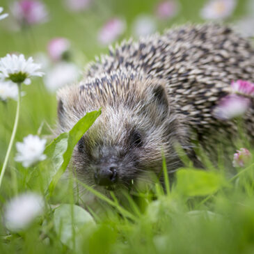 hedgehog-sitting-grass-surrounded-by-flowers