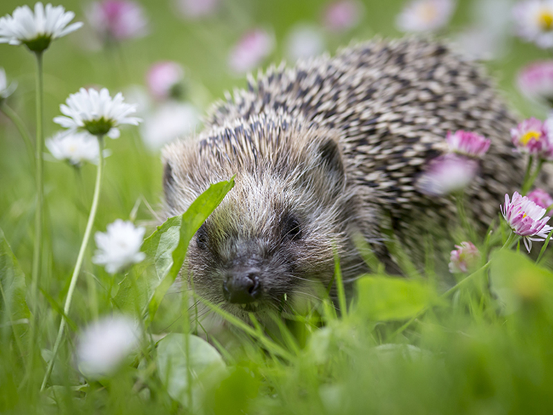 hedgehog-sitting-grass-surrounded-by-flowers