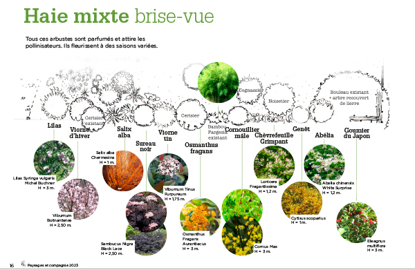 Plech_Anne_Antonia_Caillet_Haie-16 Conception Massif Paysages et compagnie Anne-Antonia Caillet