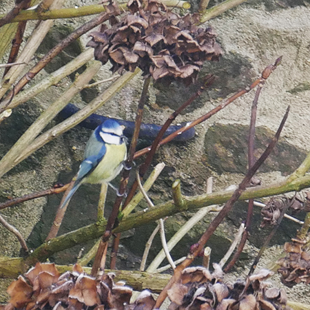 Une mésange dans l'hortensia.