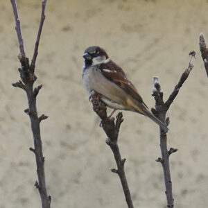 Nourrir les oiseaux en hiver