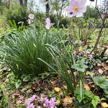 Anémone du japon - massif automnal ) Anne-Antonia Caillet