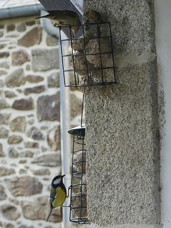 Nourrir les oiseaux au jardin paysages et compagnie