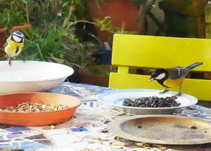Une mésange charbonnière et une mésange bleue - Crédit Anne-Antonia paysages et compagnie