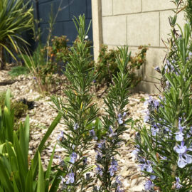 Aménagement d'un jardin rennais