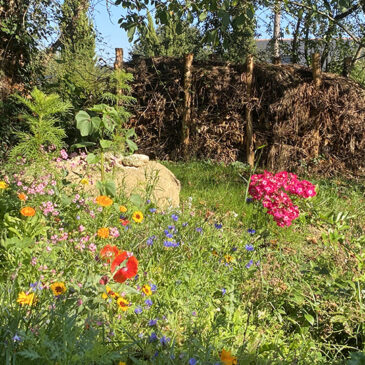 Une haie sèche au fond d'un jardin. réalisation paysages et compagnie