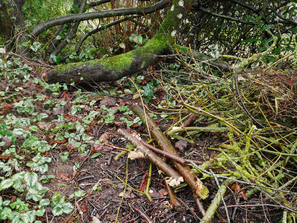 Une micro-faune décompose la matière organique et créent le sol, l’humus.