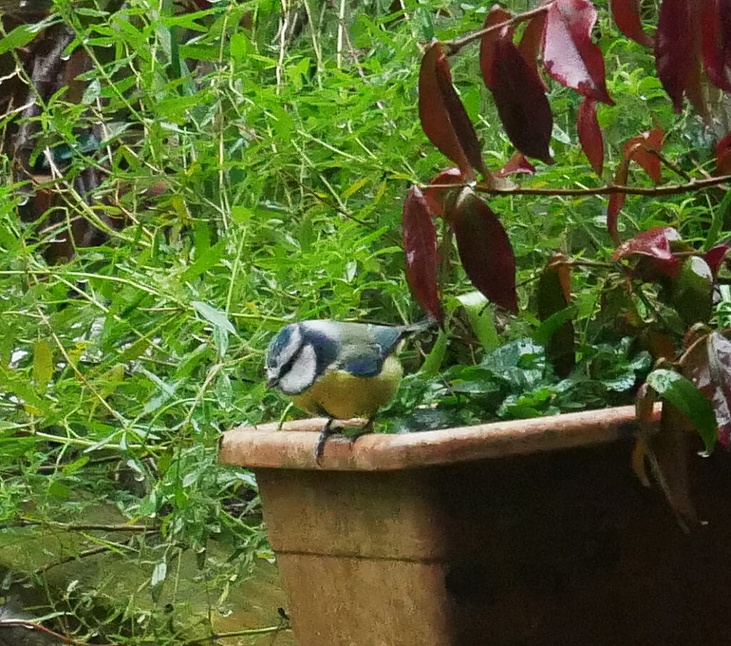 La mésange est présente au jardin l'hiver - jardin vivant