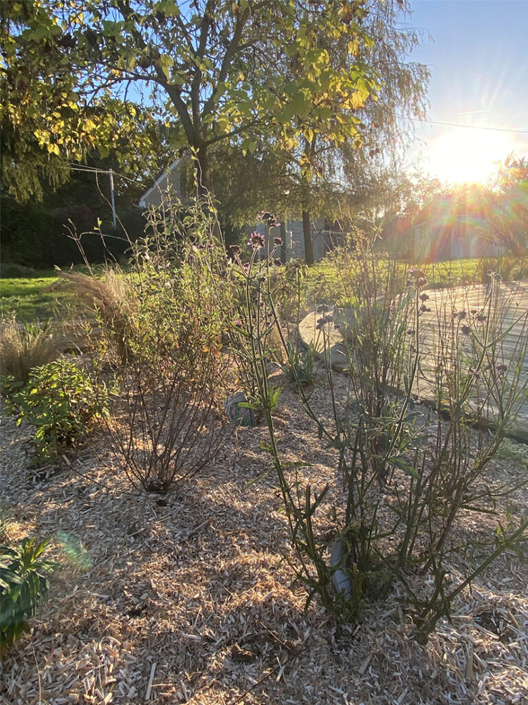 Planter des massifs diversifiés, des arbres et des arbustes