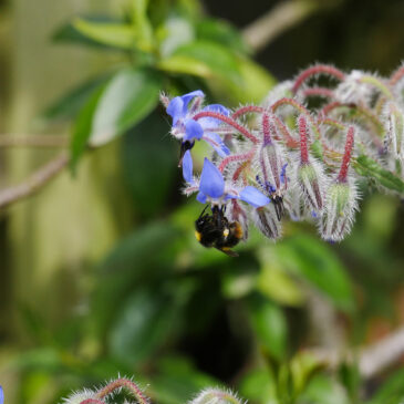 Eco-jardin aménagement paysager plantes mellifères