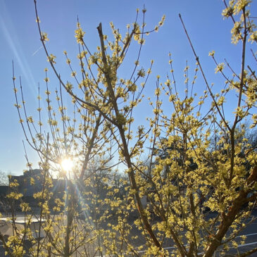 Aménagement éco- jardin, cour d'école