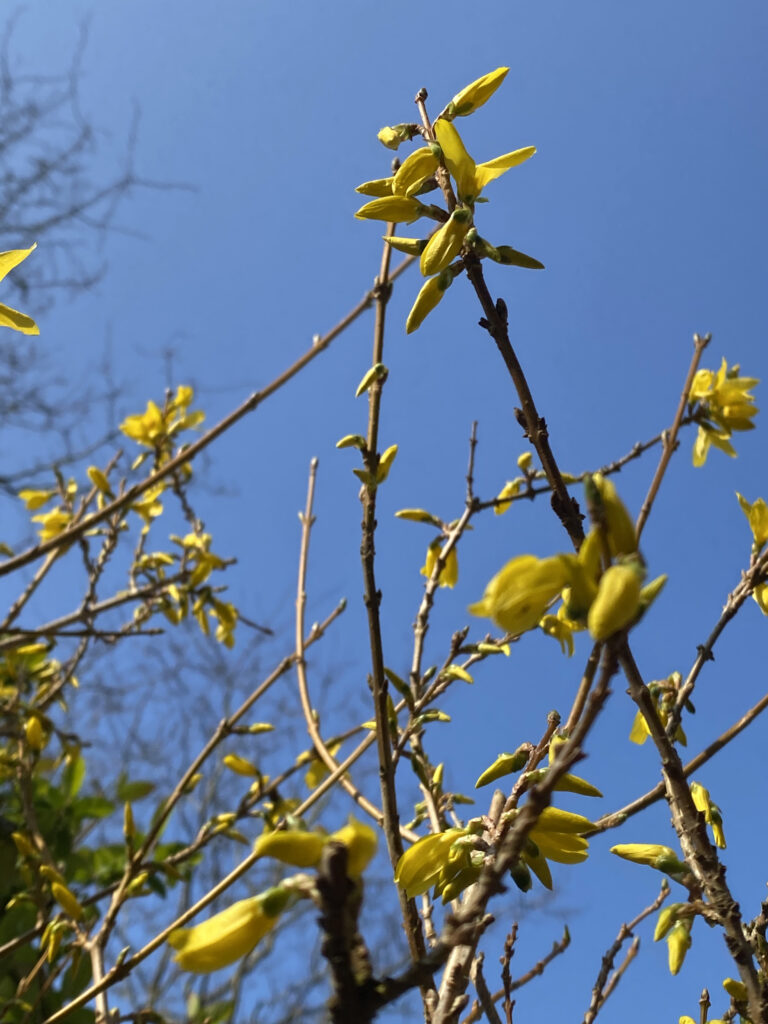 Fleurs de Forsythia