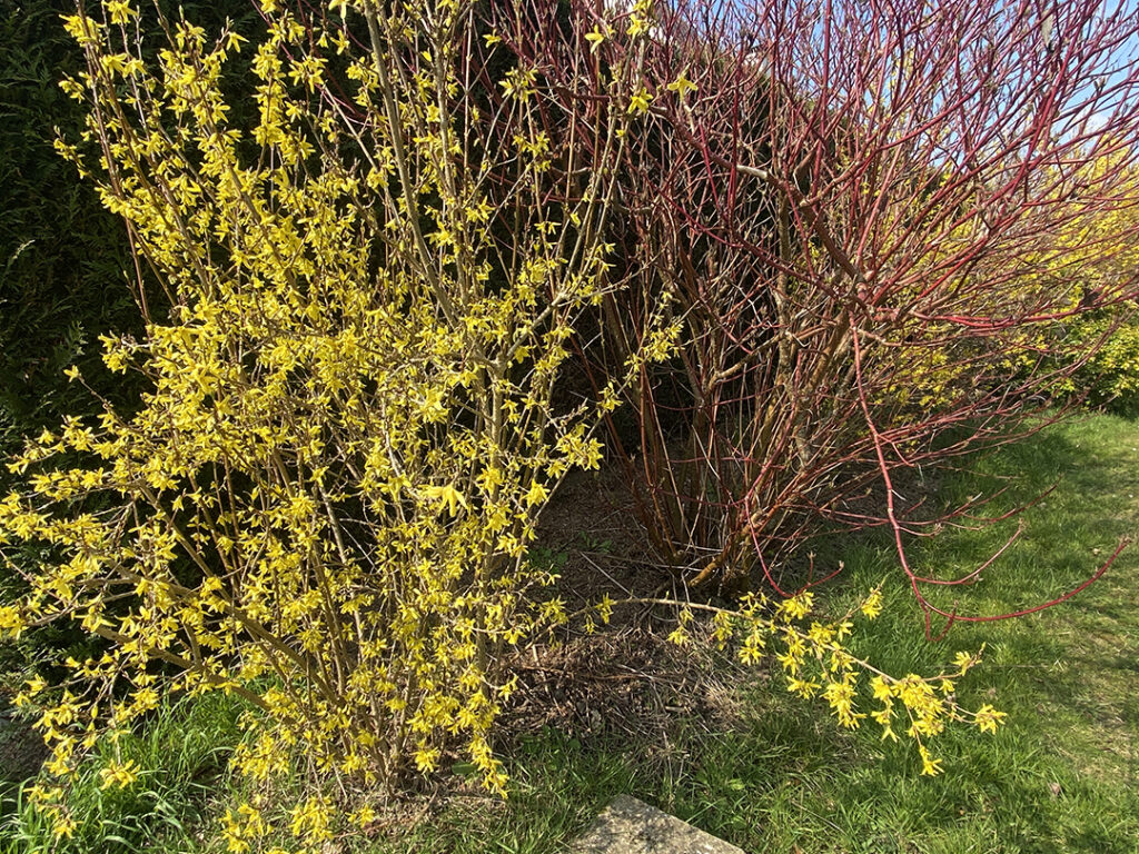 Un Forsythia et un Cornus alba sibirica