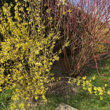 Un Forsythia et un Cornus alba sibirica