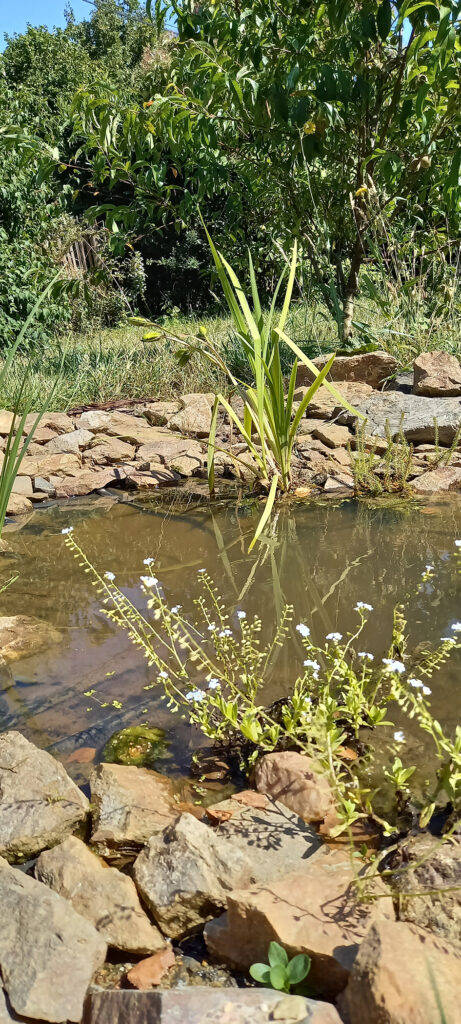 une mare dans son jardin