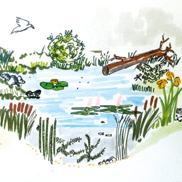 Une mare dans son jardin @paysagesetcompagnie #paysagiste