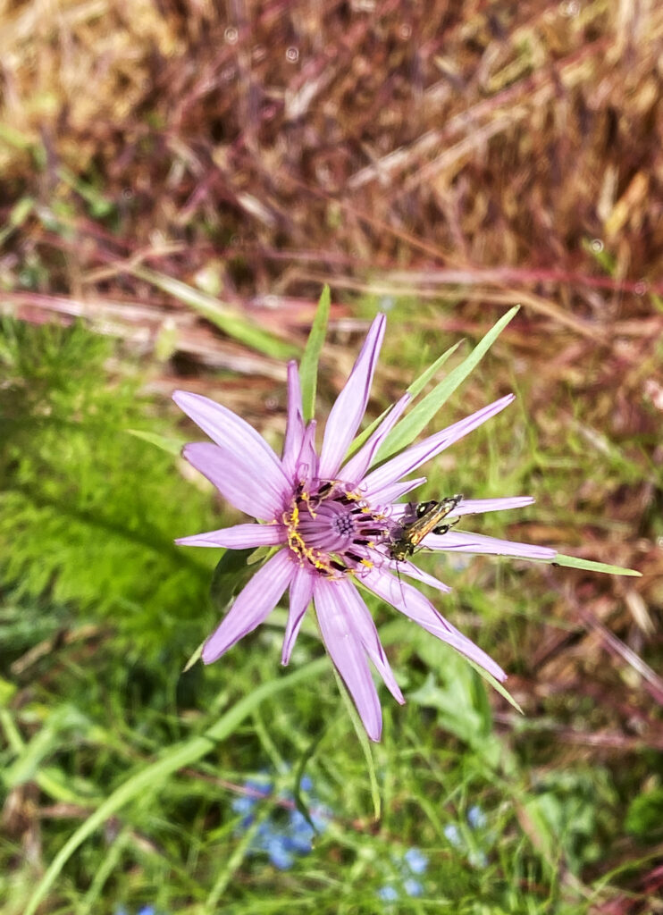 aménagement jardin biodiversité rennes Cesson Chantepie Vern Bourgbarré Nouvoitou