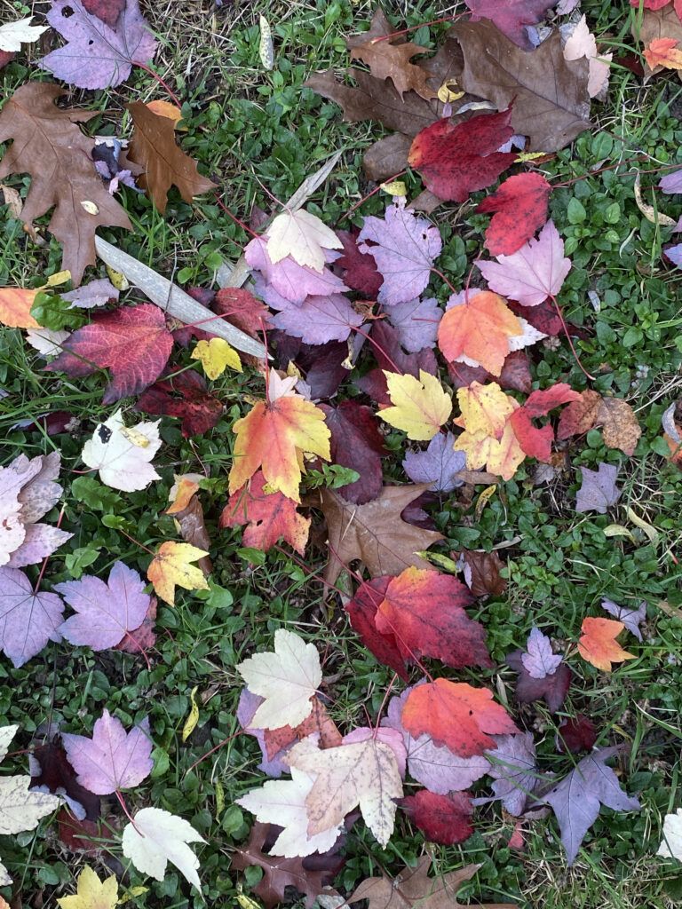 automne aménagement paysager rennes feuilles que faire au jardin à l'automne