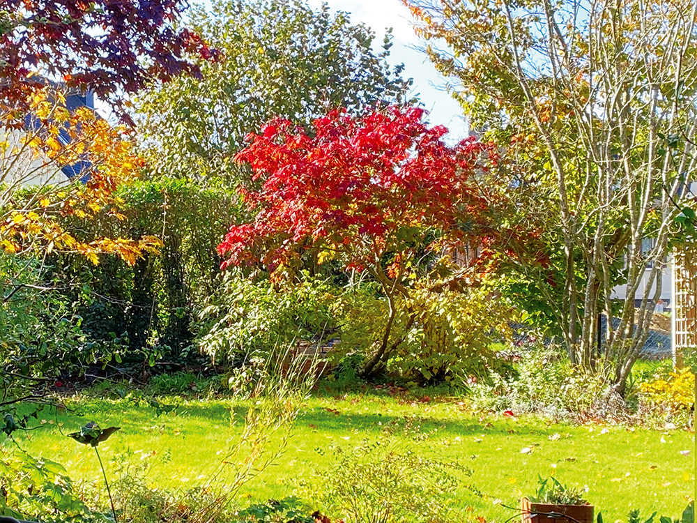 jardin magnifique à l'automne aménagement paysager rennes chantepie bourgbarré vern sur seiche cesson nouvoitou