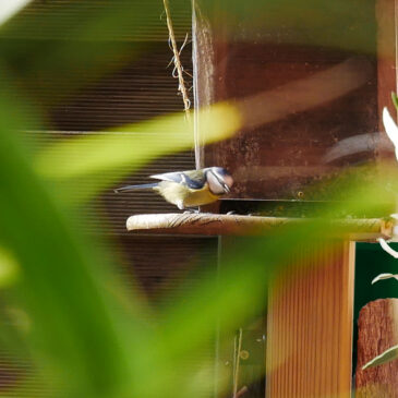 Une mésange bleue qui se régale de graines de tournesol