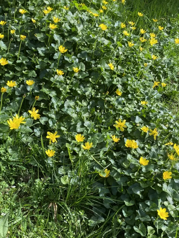 Les ficaires tapissent les lieux humides.