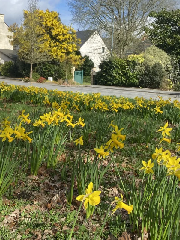 Le mimosa et les jonquilles se voient de loin...