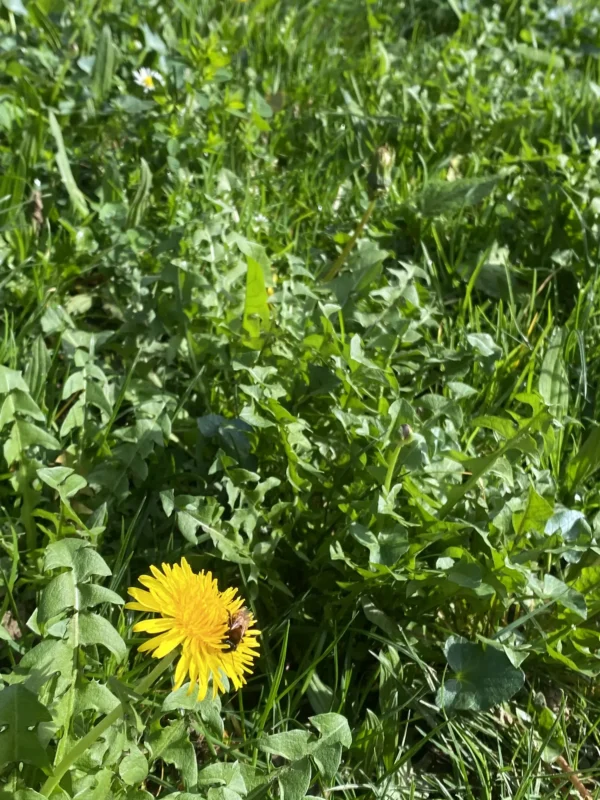 Le pissenlit fleurit à point, il produit des quantités de nectar et de pollen, il est une importante source de nourriture pour les bourdons qui sortent de 6 mois d’hibernation !