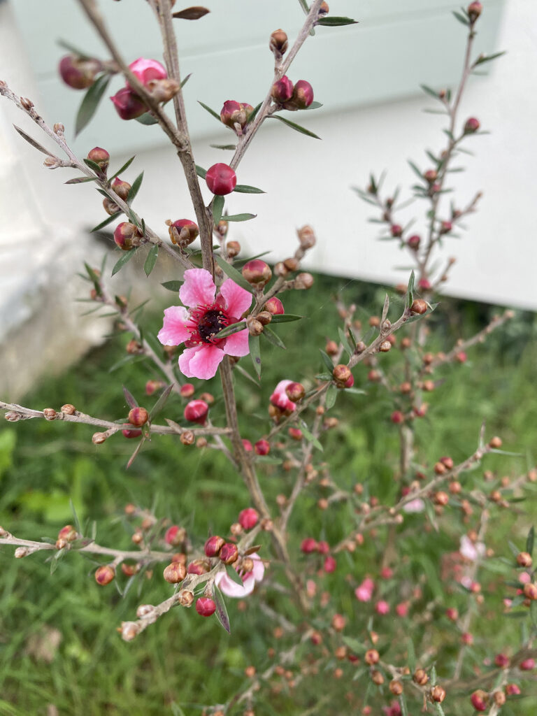 Leptospermum scoparium