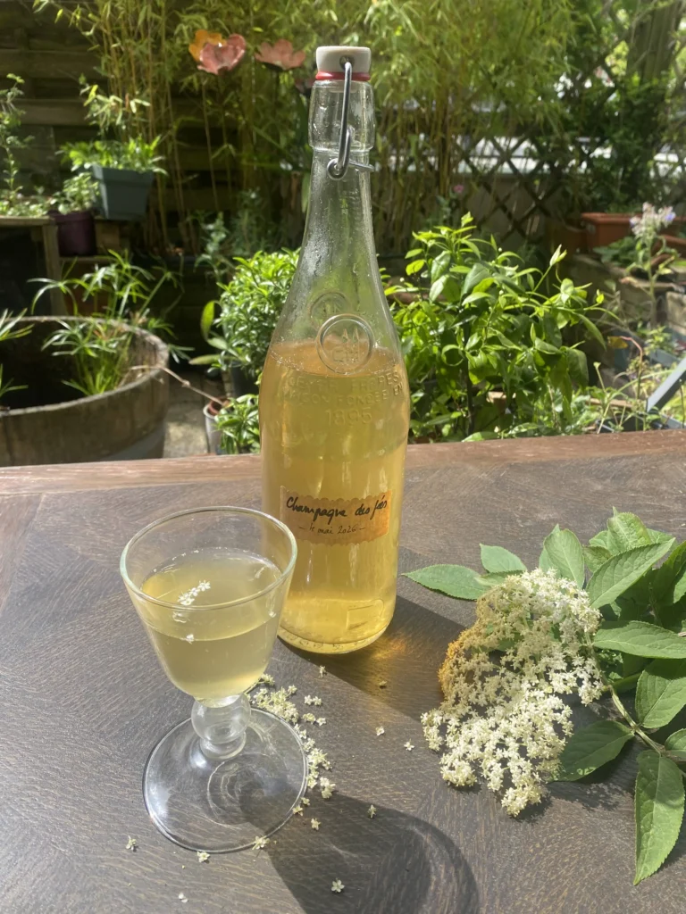 Champagne des fées - Sambucus nigra
