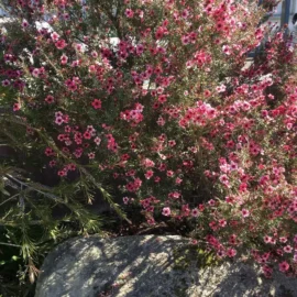 Leptospermum scoparium
