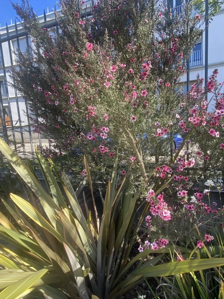 Le Leptospermum scoparium à Lorient