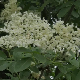 Ombelle de sureau noir (Sambucus nigra) jardin vivant biodiversité jardin écologique
