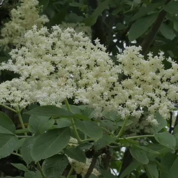 Ombelle de sureau noir (Sambucus nigra) jardin vivant biodiversité jardin écologique
